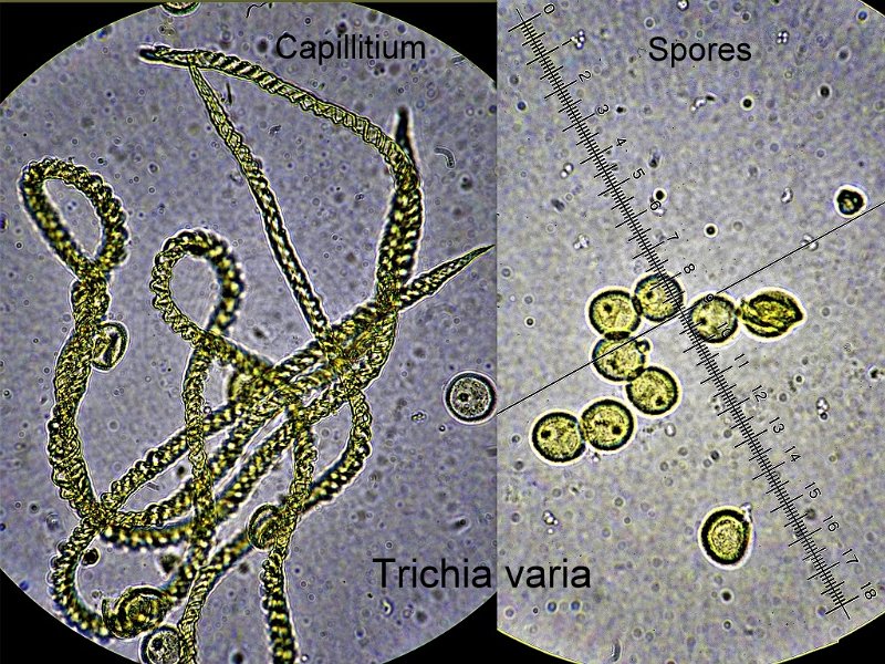 Trichia varia-amf1837-micro.jpg - Trichia varia ; Syn1: Stemonitis varia ; Syn2: Trichia olivacea ; Nom français: Trichie variable